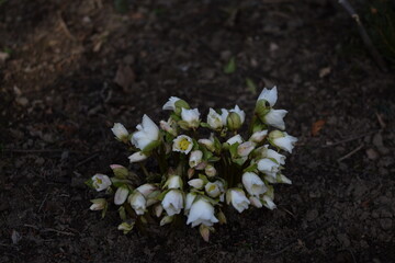 Hellebores white flowers in buds, hellebores closeup on bokeh garden background, first spring flower.
