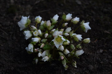 Hellebores white flowers in buds, hellebores closeup on bokeh garden background, first spring flower.