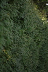 Thuja green branches background, green thuja hedge after winter.