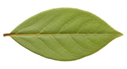 Obraz premium Single Green Leaf Isolated - Close-up of a single, vibrant green leaf isolated on a white background. Perfect for nature, botany, or health-related designs
