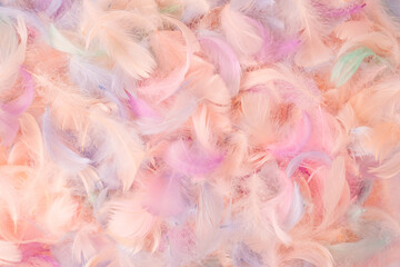 Colorful feather background, top view.