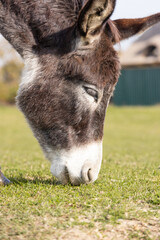 Donkey grazing grass in green field on sunny day