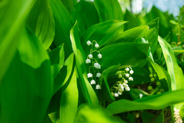 Fototapeta premium Delicate white bell-shaped flowers of lily of the valley blooming amid lush green foliage, creating a serene and tranquil springtime scene filled with natural beauty and renewal