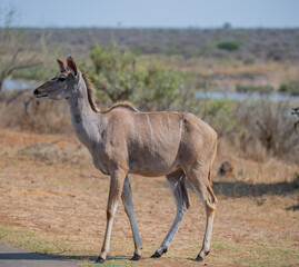 Weiblicher groß Kudu im Krüger National Park - Kruger Nationalpark Südafrika
