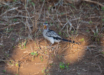 Gelbschnabeltokos - Yellow Billed Hornbill im Busch vom Krüger National Park - Kruger Nationalpark...