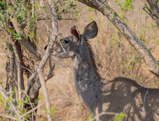 Weiblicher groß Kudu im Krüger National Park - Kruger Nationalpark Südafrika