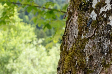 Obraz premium Alpenboktor, Rosalia longicorn (Rosalia alpina) on a Sycamore tree