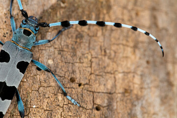 close up of female Alpenboktor, Rosalia longicorn (Rosalia alpina)
