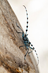 close up of a female Alpenboktor, Rosalia longicorn (Rosalia alpina)