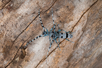 male and female Alpenboktor, Rosalia longicorn (Rosalia alpina) on a Sycamore tree