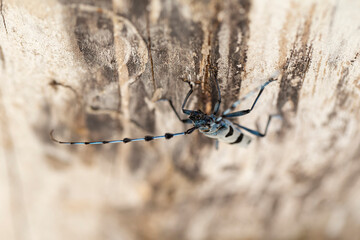 close up of a male Alpenboktor, Rosalia longicorn (Rosalia alpina)