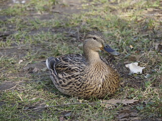 Female Mallard Duck Resting on Grass in Park Surrounded by Nature