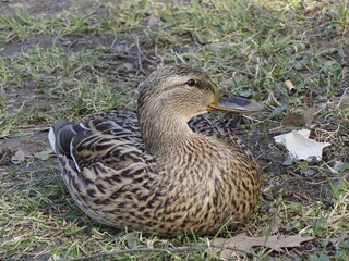 Female Mallard Duck Resting on Grass in a Park Surrounded by Nature