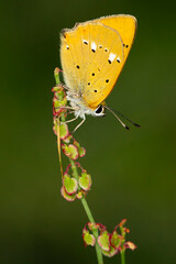 female scarce copper (lycaena virgaureae) on a Rumex species