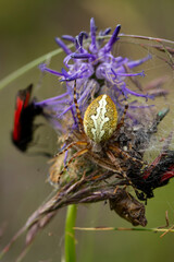 Fototapeta premium an oak spider (aculepeira ceropegia) with a cocooned bug and burnet