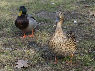 Two Ducks on Grass in a Park During Early Spring with Bright Sunlight