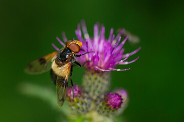 a pellucid fly (volucella pellucen) sucking nectar on a pink thistle blossom