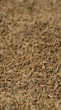 Dried Whole Cumin Traditional and Natural Spice Pour, Vertical Slow Motion