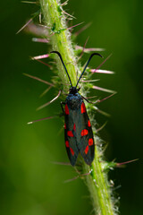 Six spot burnet (Zygaena filipendulae) on a spiky stem