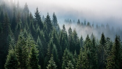 Obraz premium serene misty forest with towering evergreen trees