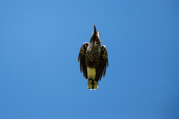 Spotted Nutcracker or Eurasian Nutcracker (Nucifraga caryocatactes ssp. caryocatactes) in flight