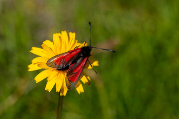transparent burnet (zygaena purpuralis) sucking nectar at a yellow blossom