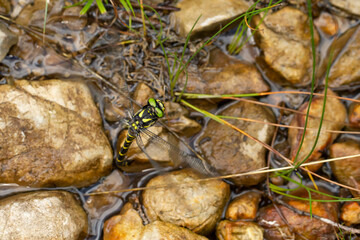 Female golden-ringed dragonfly (cordulegaster boltonii) laying eggs in a small rivulet or runlet...