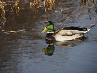 Mallard Duck Swimming in Reflective Pond with Reeds