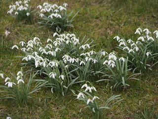 Snowdrops in Spring, Symbol of Hope and Renewal