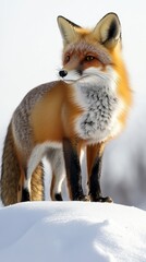 Fototapeta premium Curious red fox standing proudly on a snow-covered hill in a beautiful winter landscape surrounded by nature