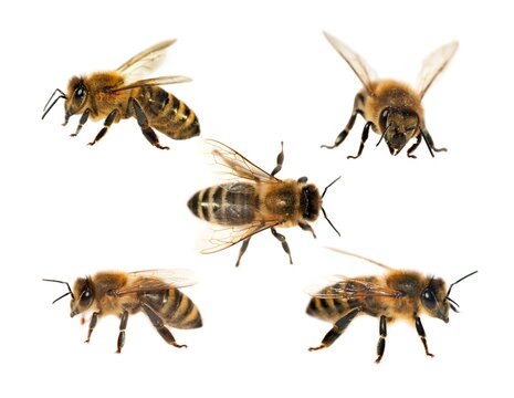 group of bee or honeybee on white background, honey bees