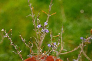 A close-up of a plant with small purple flowers, delicate stems, and sparse leaves. Perfect for nature, gardening businesses, florists, or wellness brands highlighting natural beauty and growth