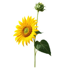 Obraz premium sunflower isolated on transparent background
