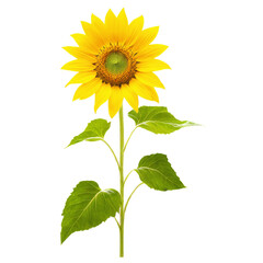 Obraz premium sunflower isolated on transparent background
