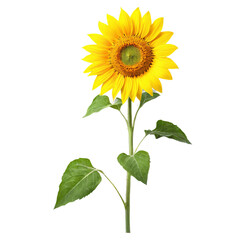 Obraz premium sunflower isolated on transparent background