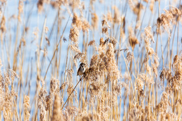 Fototapeta premium Reed Bunting (Emberiza schoeniclus) in Dry Reed Grass at Ammersee, Dießen, Germany, March 9, 2025