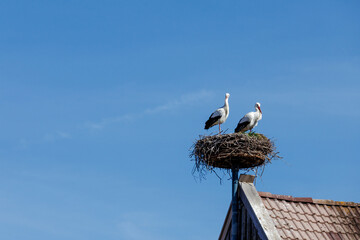 Stork Pair in Nest on Roof against Blue Sky in Dießen am Ammersee, Bavaria, Germany, March 9, 2025
