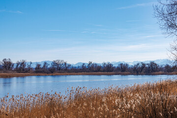 Golden Reed with Mountain View at Ammersee, Dießen, Germany, March 9, 2025
