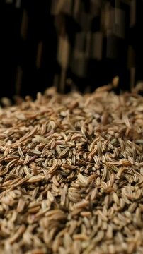 Dried Cumin Seeds Close-Up Culinary Ingredient Pour Slow Motion Vertical