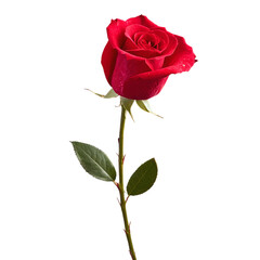 red rose isolated on transparent background