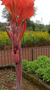 garden in the park with flower natural view 