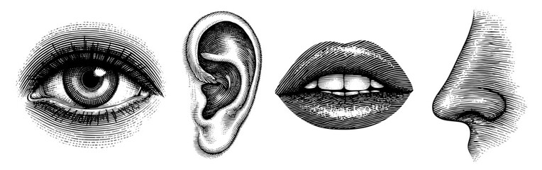 Vintage four senses engraved eye in black and white for anatomical illustration