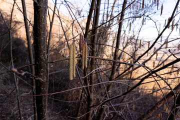 Spring Hazel Catkins and Blurry Background