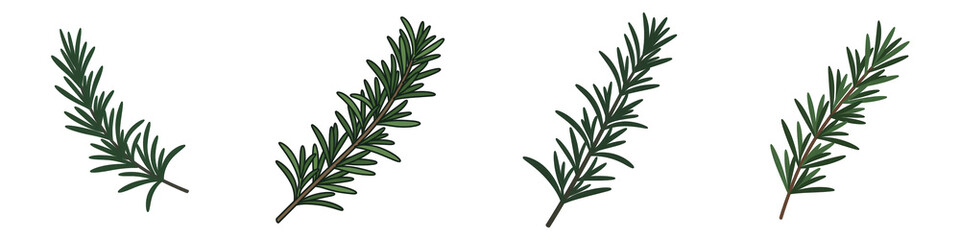 Naklejka premium Set of Stylized Rosemary Illustration