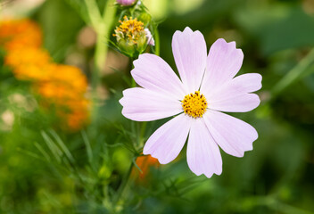 Obraz premium Various garden flowers images. Cosmos flower photos.