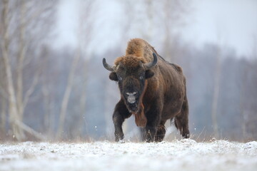 Żubr (Bos bonasus), wisent © Bartosz Rakoczy