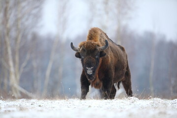 Żubr (Bos bonasus), wisent © Bartosz Rakoczy