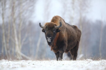 Żubr (Bos bonasus), wisent © Bartosz Rakoczy