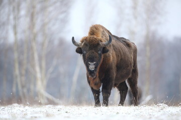 Żubr (Bos bonasus), wisent © Bartosz Rakoczy
