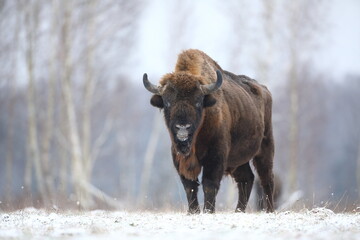 Żubr (Bos bonasus), wisent © Bartosz Rakoczy